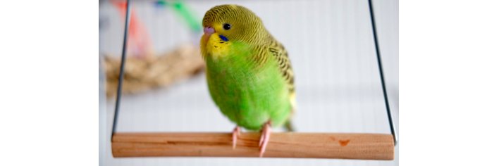 Felix Wang, CFA banner