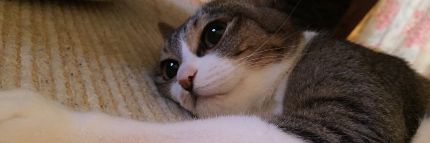 chai_mo's profile banner image