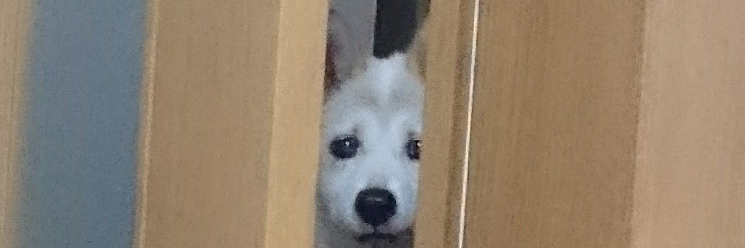 tanuchikin's profile banner image