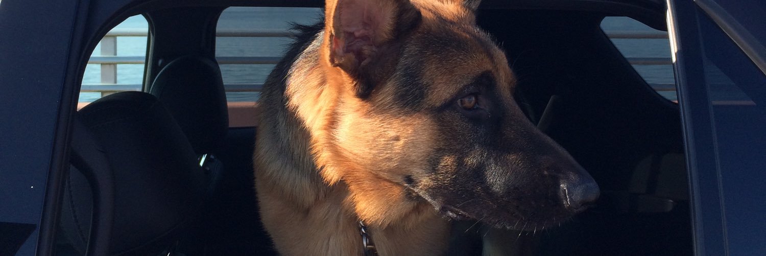 BarontheGSD's profile banner image