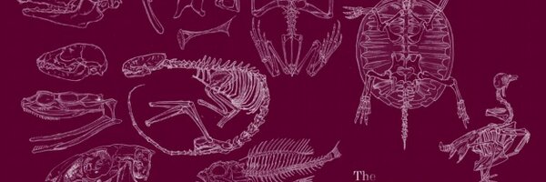 raptorial_owlet Profile Banner