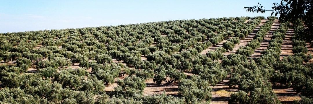 Finca Bular Alto banner