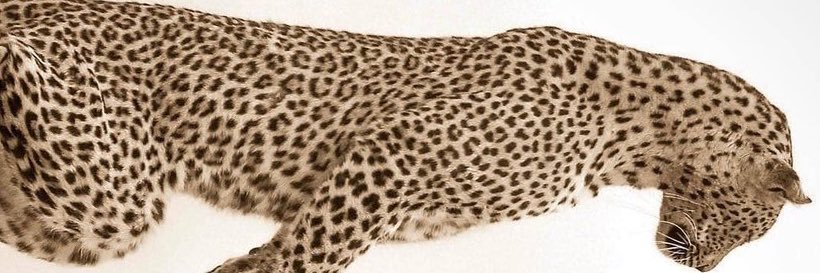 alloosh44's profile banner image