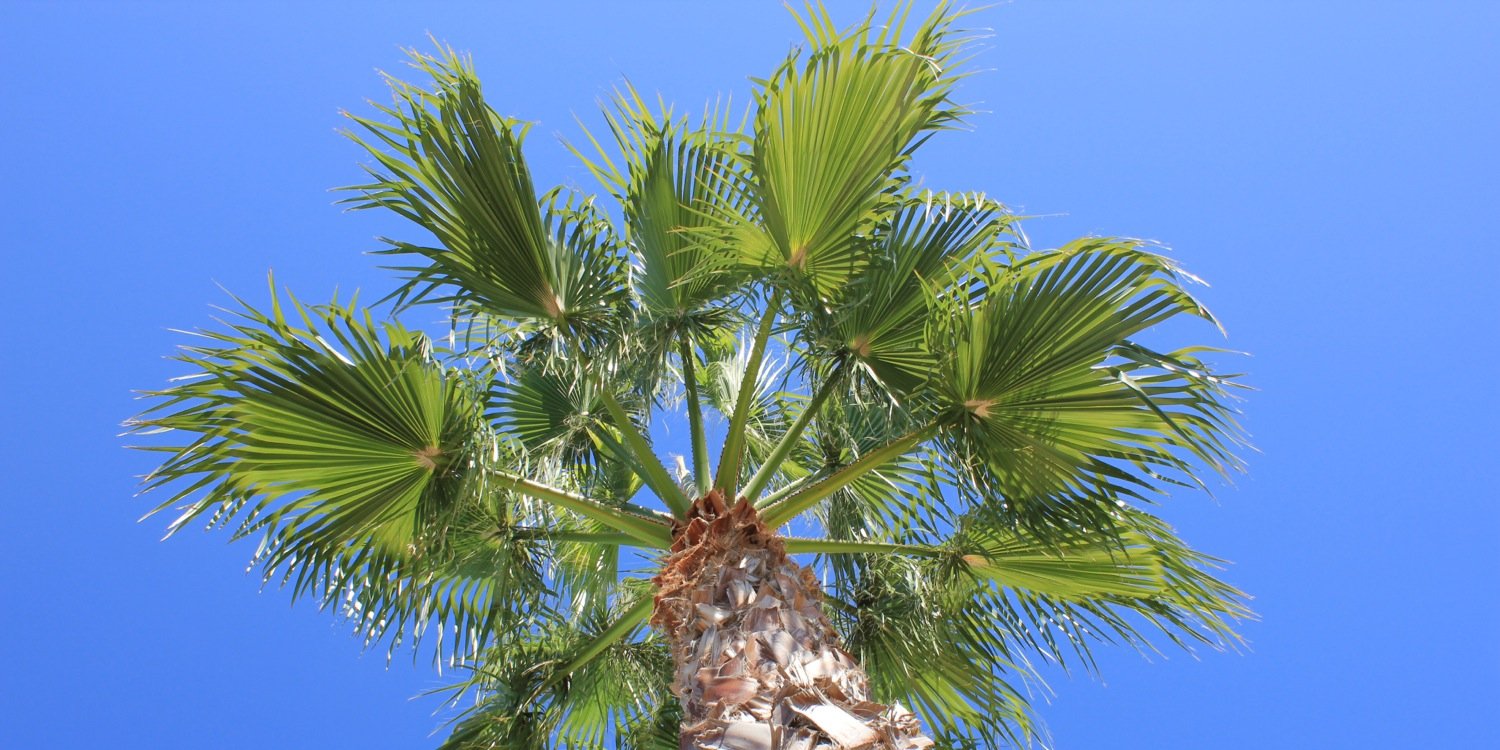 Peter Walker Davies banner
