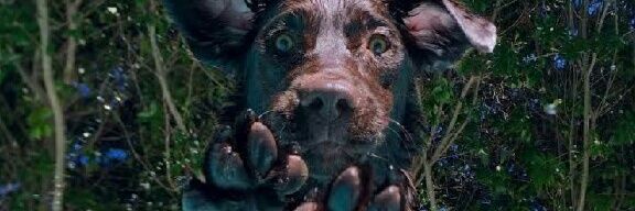 SharryseH's profile banner image