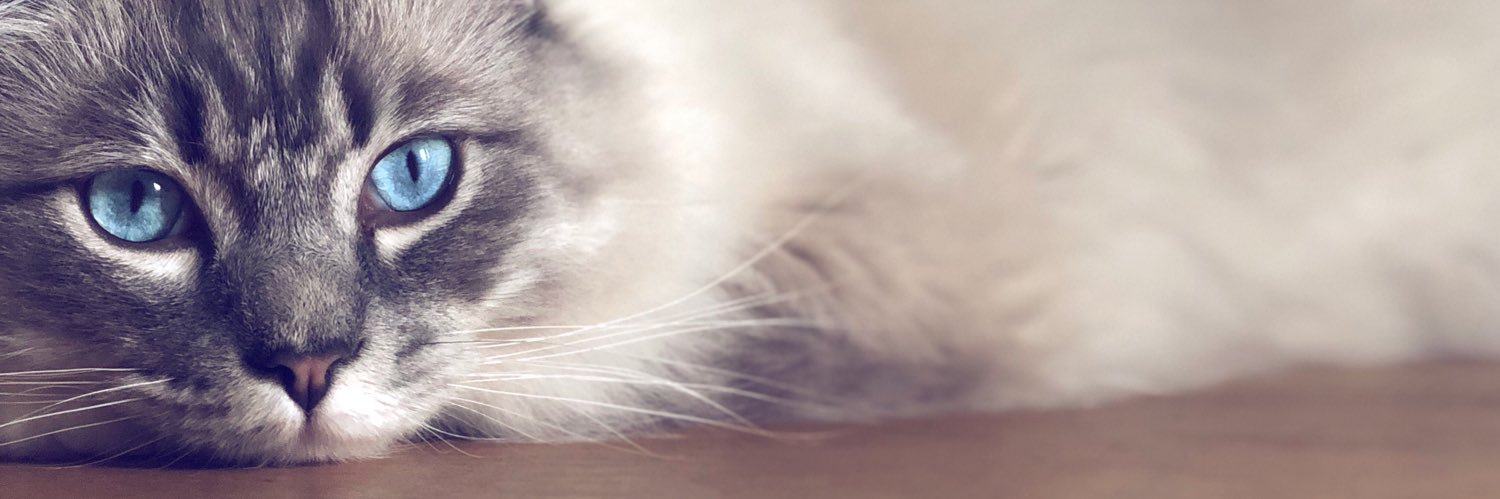 Claire K banner