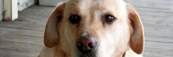 DogSolutions Profile Banner