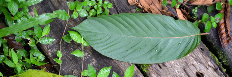 KratomKing's profile banner image