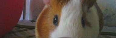 xeltol's profile banner image