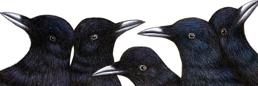 Edrial 🏴‍☠️ banner