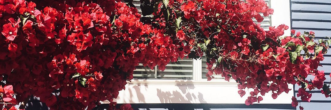 MonicaEdgarson's profile banner image