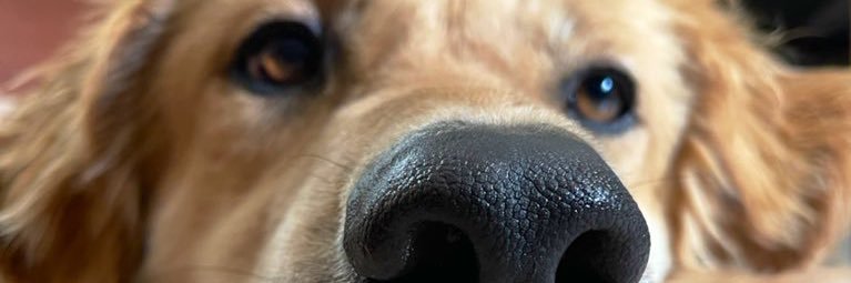 AnimalHumaneNM's profile banner image