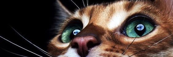 kz_well's profile banner image