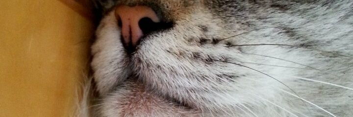 Merlandrew97's profile banner image