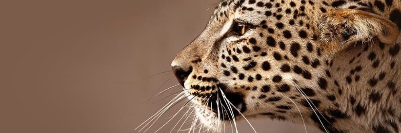 FaiShahrani's profile banner image