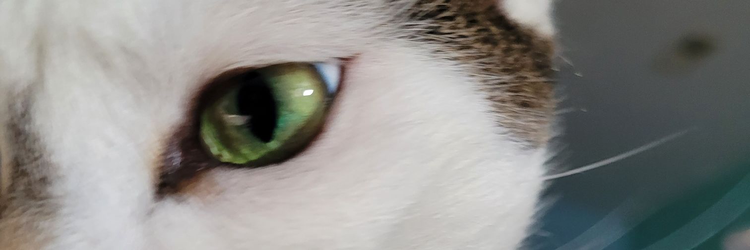 GelloJelo's profile banner image