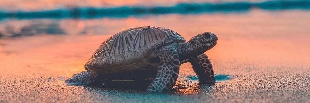 rebeccaseitz25's profile banner image