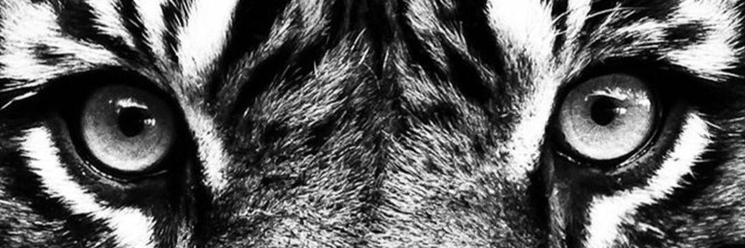 Aitortabares's profile banner image