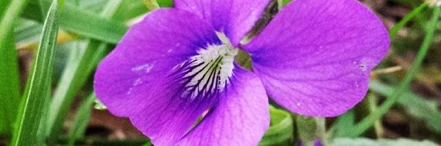 Dorothy Douglass banner