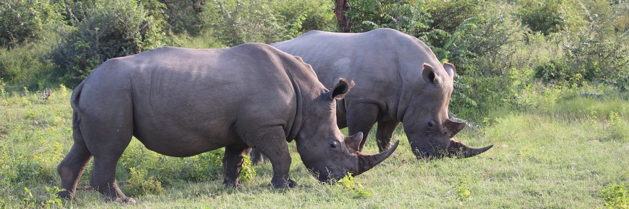 Colin MacEwan banner