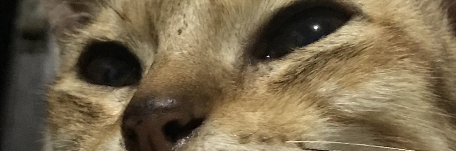 roummeljan's profile banner image