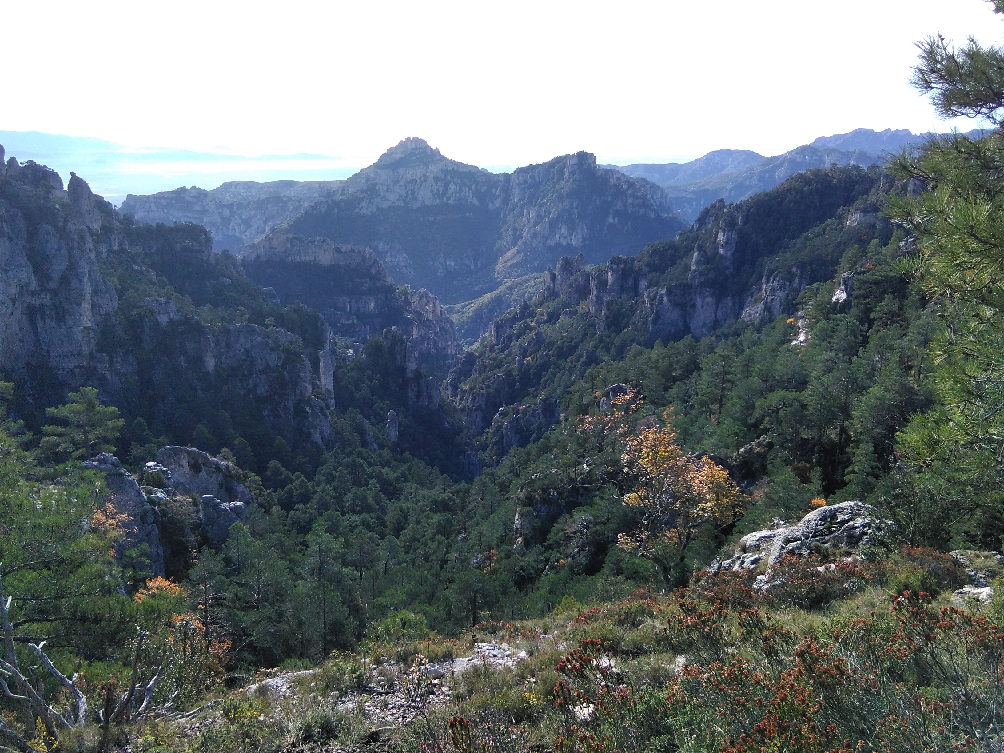 Àngels Nolla Llorens banner