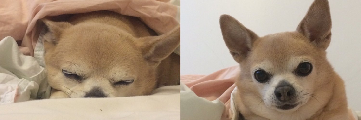 jilldinning's profile banner image