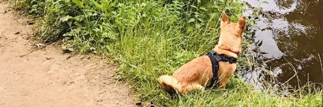 _Nikki_Ward's profile banner image