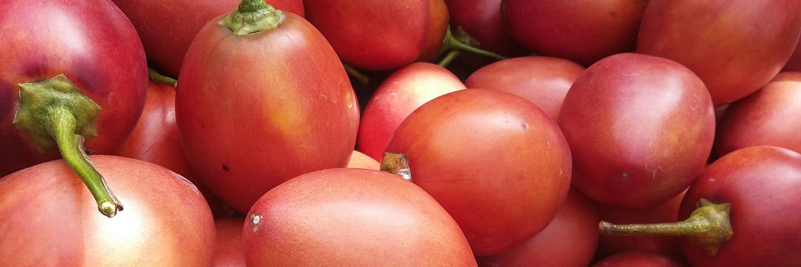 Eduardo Chica banner