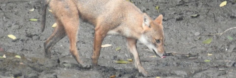 tarangsarin's profile banner image