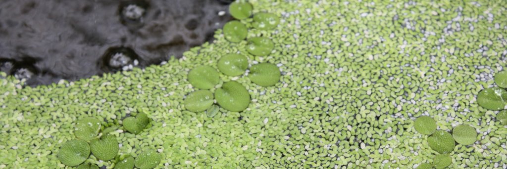 Elizabeth Sharpe banner