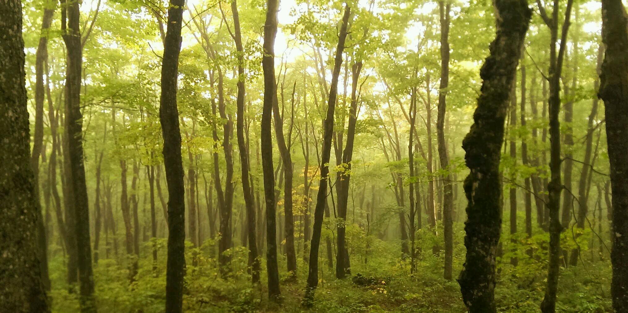 Jonathan Belisle banner