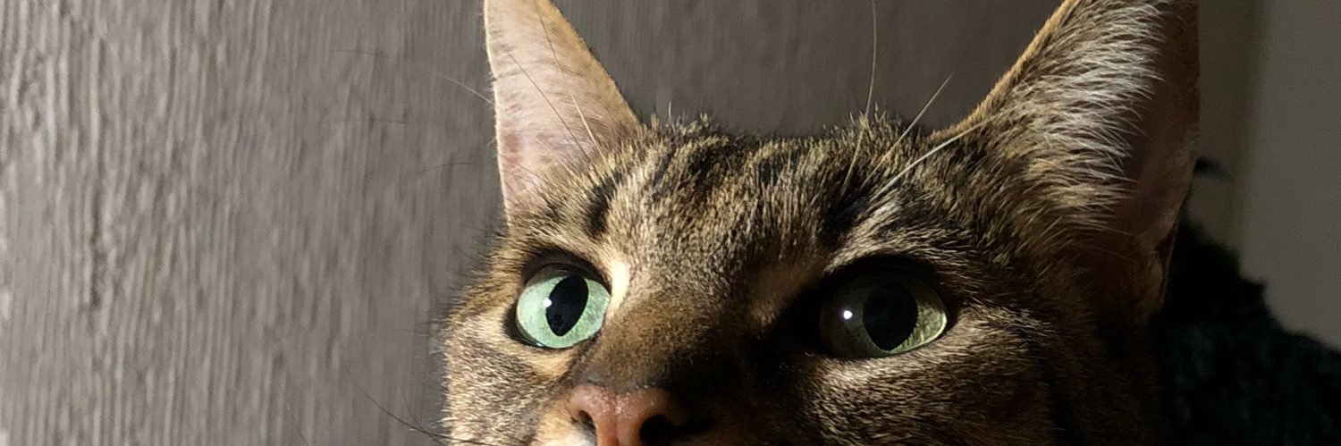 Mnchzgn's profile banner image