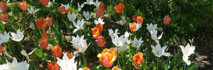 susan_robison's profile banner image