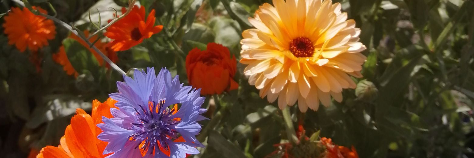 PoppyforTea's profile banner image