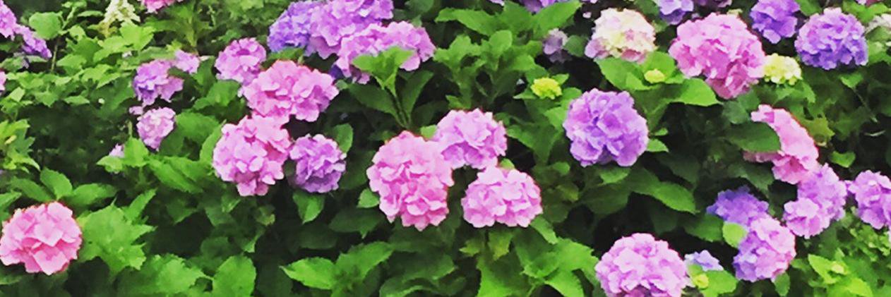 Randy Fifield banner