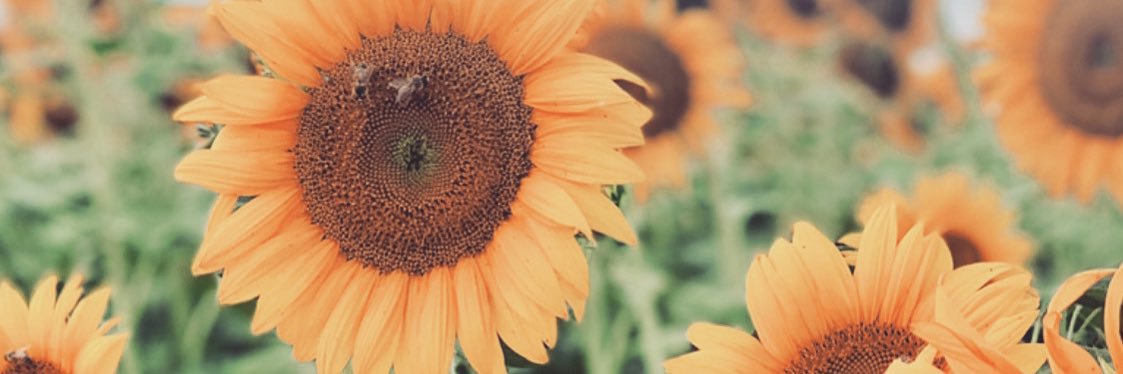 Tiffany_Padgett's profile banner image