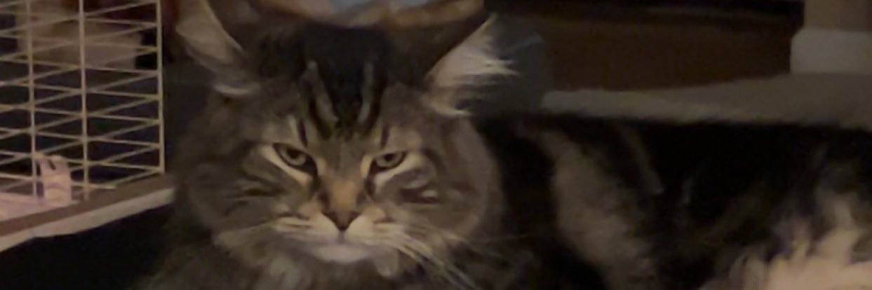 stephbelt_'s profile banner image