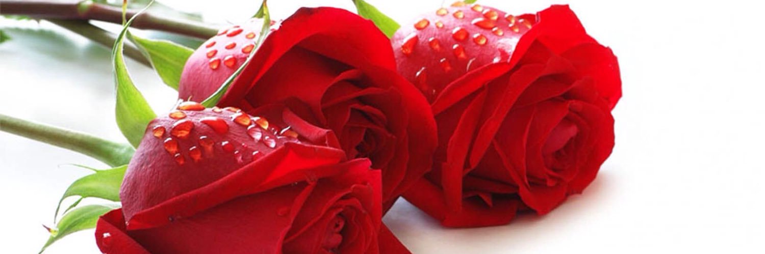 indiraragoo's profile banner image