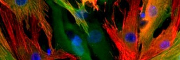 CRSM_UTSW Profile Banner
