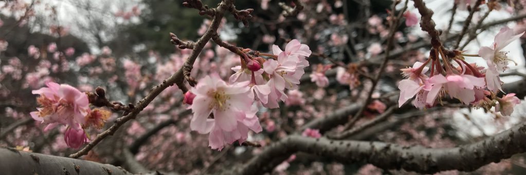 Weiro_O's profile banner image