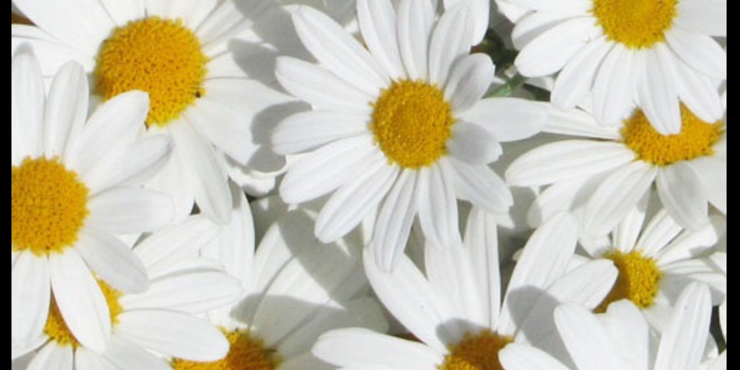 miss__hell's profile banner image