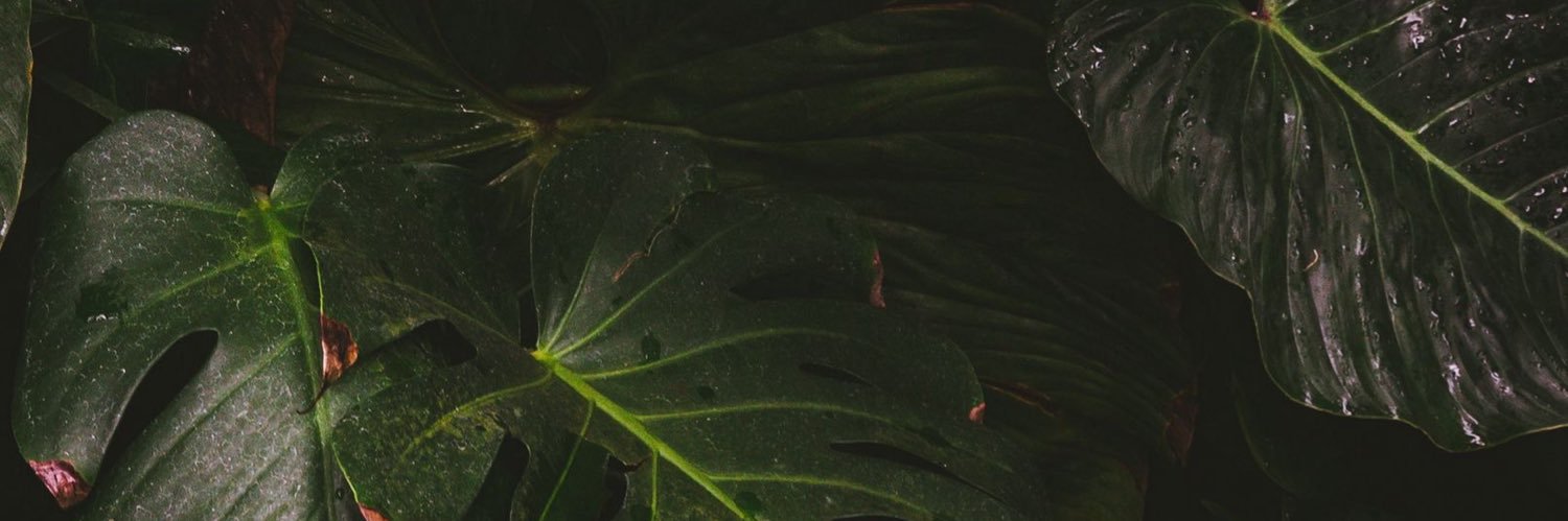Carly banner