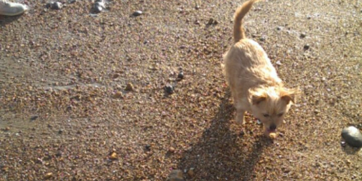 Tilly_the_dog's profile banner image