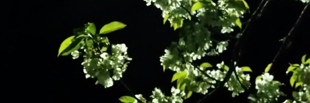 90_tamy's profile banner image