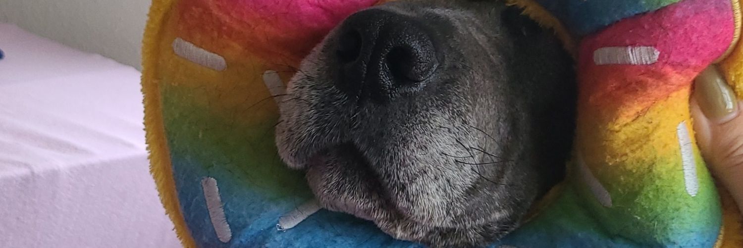 dschlch's profile banner image