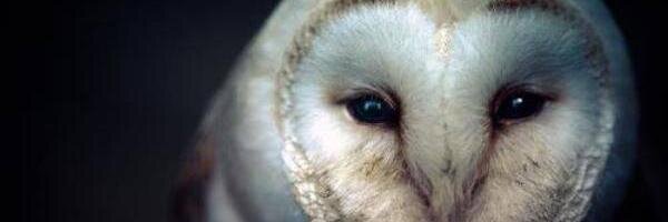 _VicFearCry's profile banner image