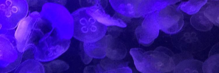 Timminycricket5's profile banner image