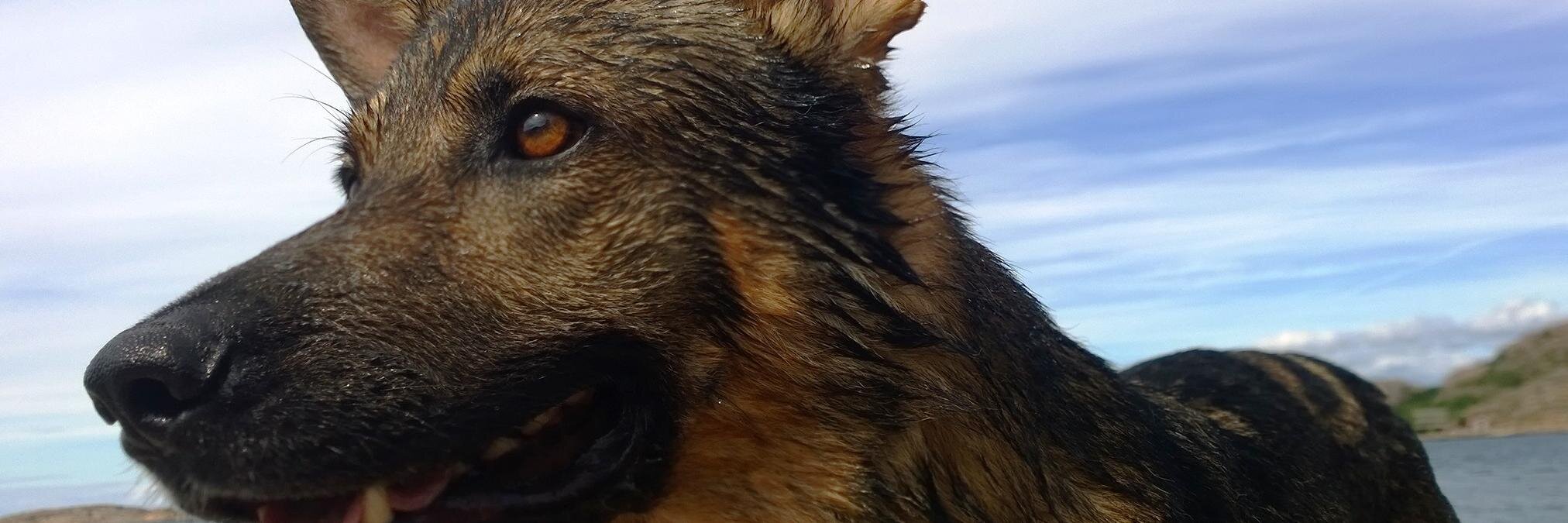 Per Johansson banner