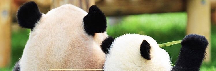 picapii's profile banner image